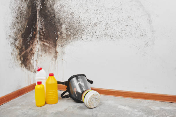 Best Commercial Mold Removal  in Port Sulphur, LA