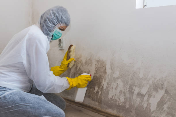 Best Crawl Space Mold Removal  in Port Sulphur, LA