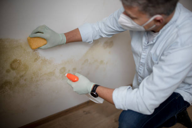 Mold Testing and Removal in Port Sulphur, LA